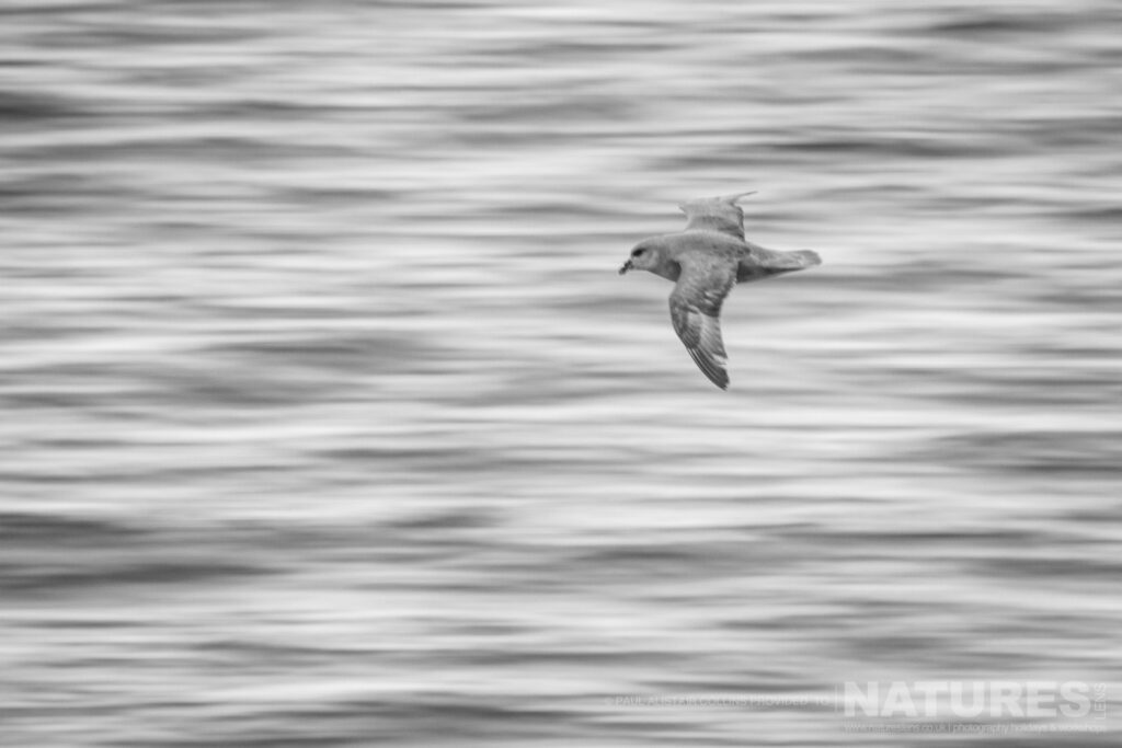 A Fulmar flies past photographed in Longyearbyen by Paul Alistair Collins at the locations used for the NaturesLens Arctic Wildlife of Svalbard photography holiday