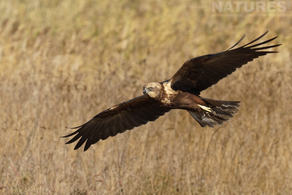 A Harrier flies in front of one of the hides photographed by David Miles in Spain during a NaturesLens wildlife photography holiday