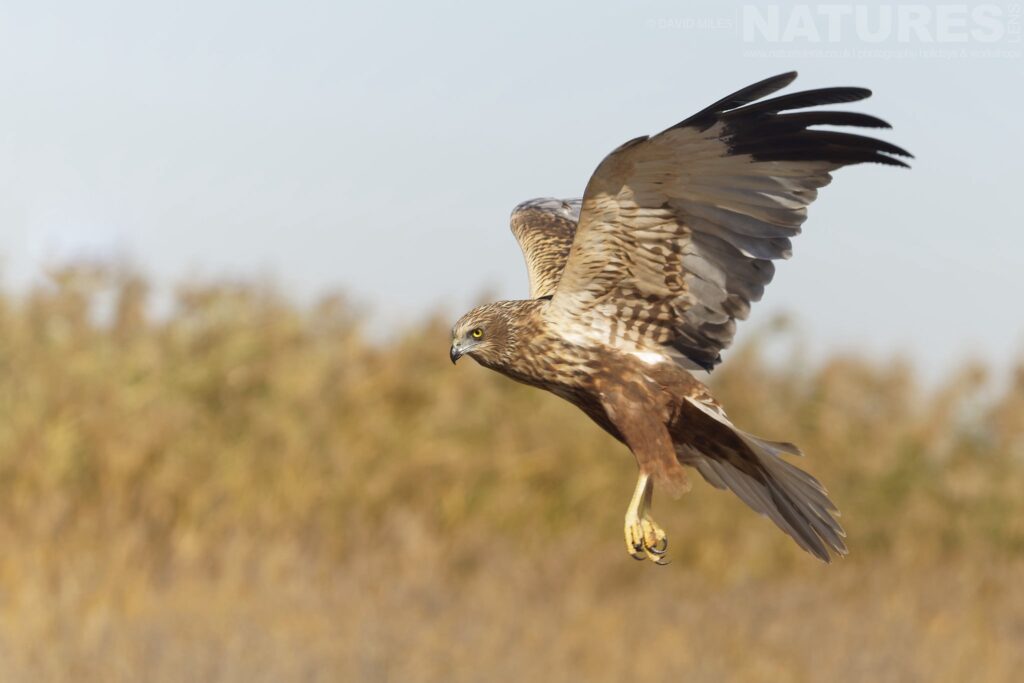 A Harrier lands in front of one of the hides photographed by David Miles in Spain during a NaturesLens wildlife photography holiday