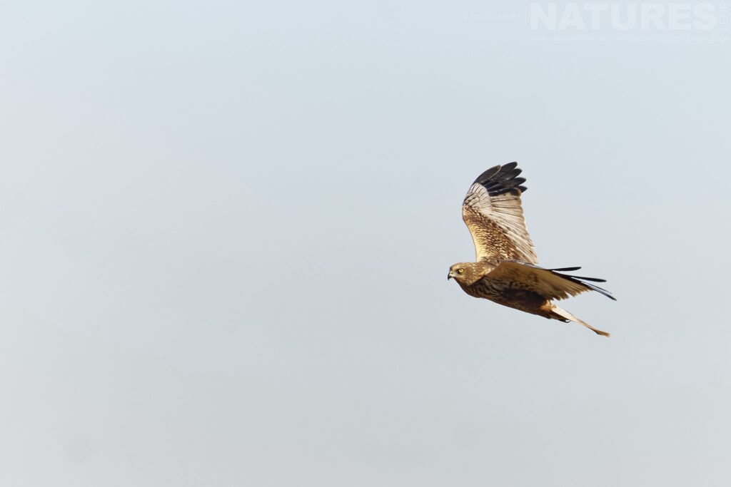 A Harrier soars in the sky in front of one of the hides photographed by David Miles in Spain during a NaturesLens wildlife photography holiday