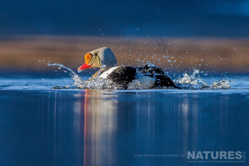 A King Eider making a splash photographed in Longyearbyen by Paul Alistair Collins at the locations used for the NaturesLens Arctic Wildlife of Svalbard photography holiday