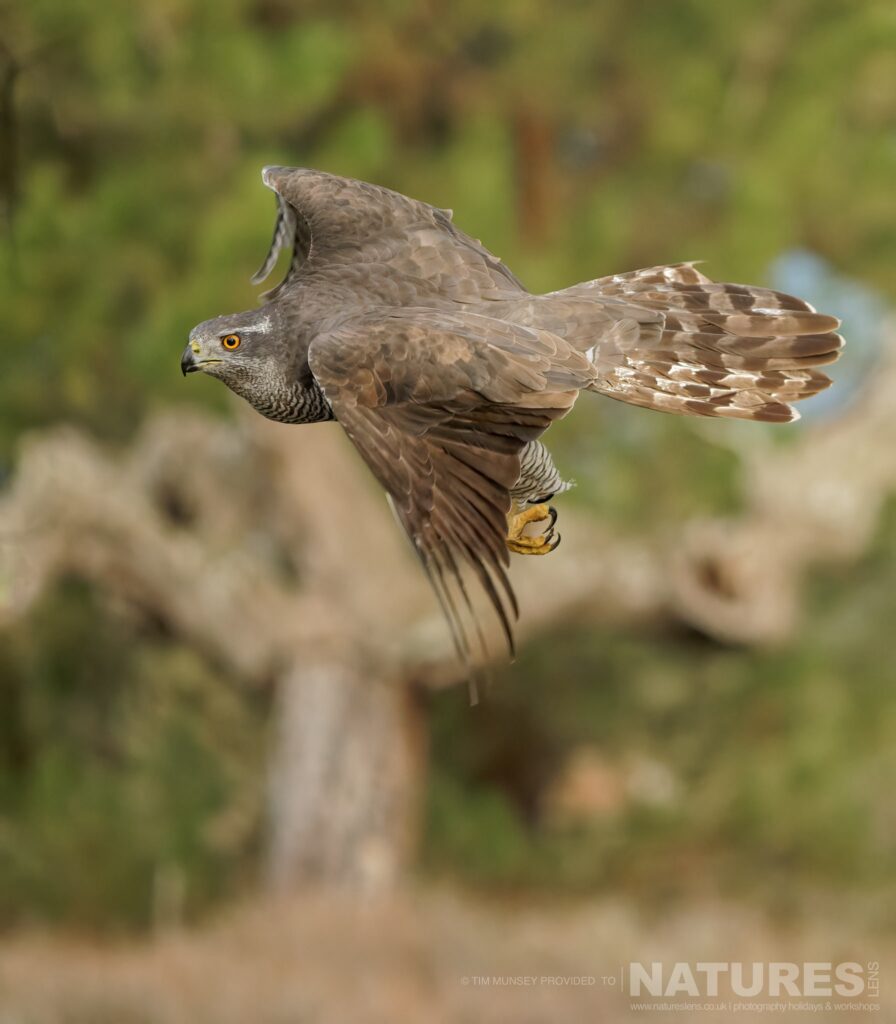 A Northern Goshawk flies past at speed photographed by Tim Munsey during the NaturesLens Winter Wildlife of Calera Photography Holiday