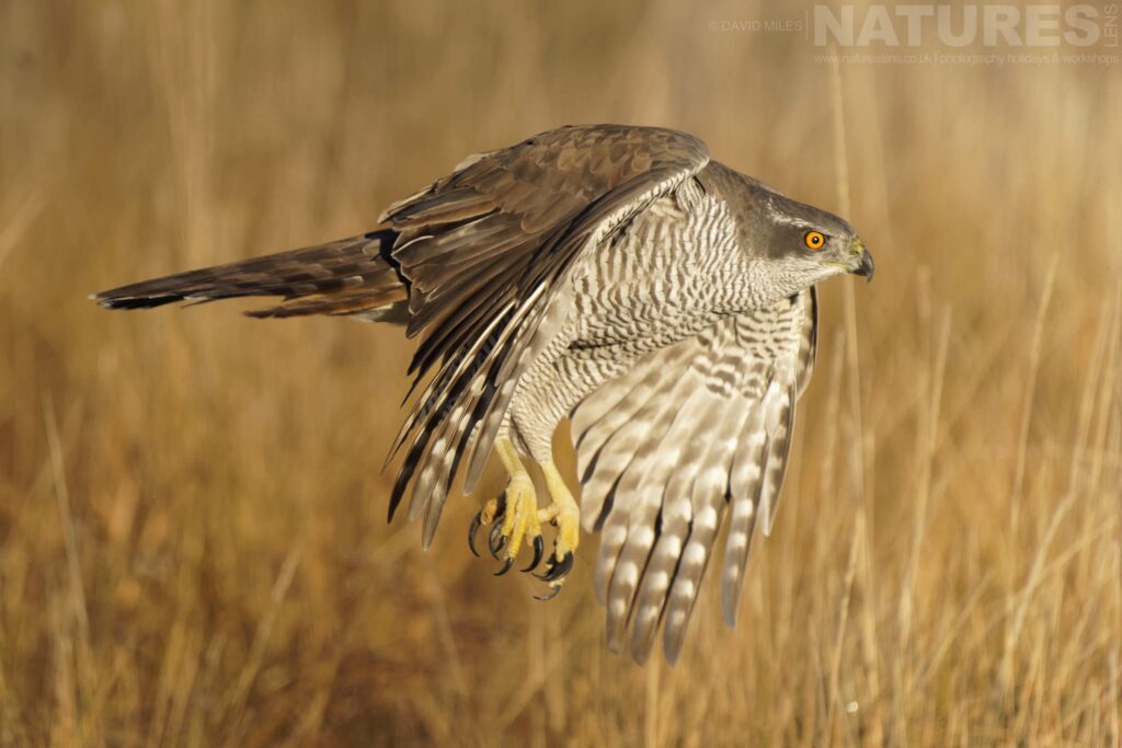 A Northern Goshawk flies past the hide photographed by David Miles in Spain during a NaturesLens wildlife photography holiday