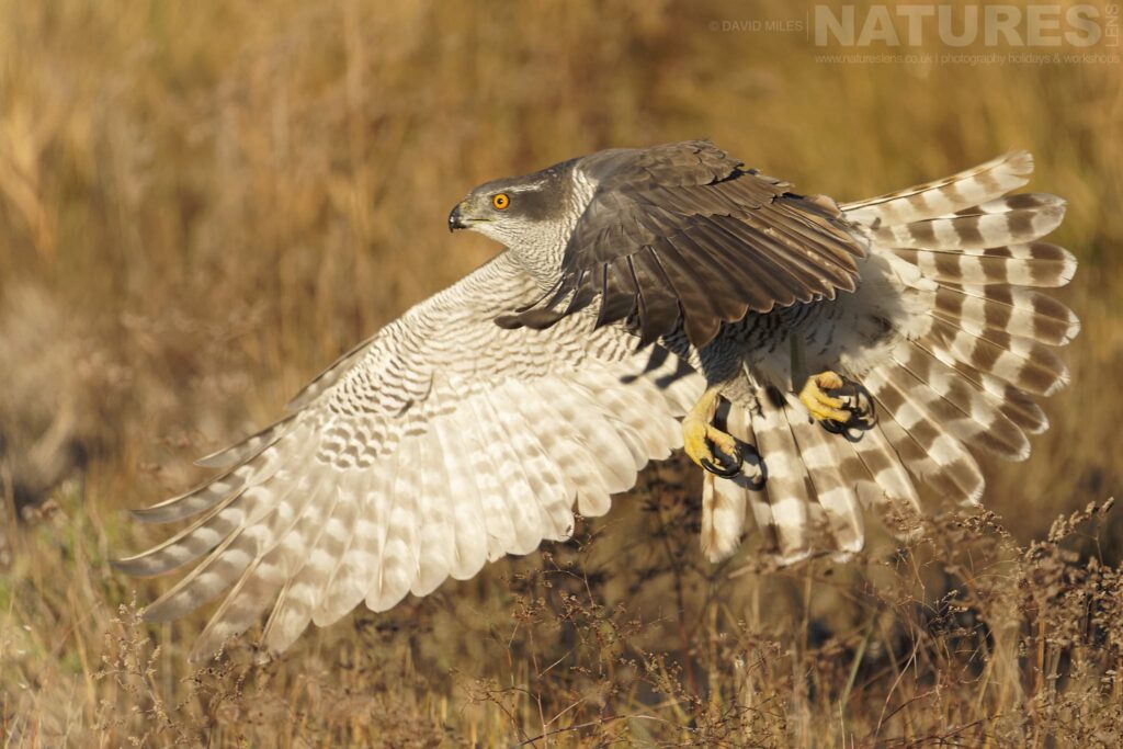 A Northern Goshawk in flight photographed by David Miles in Spain during a NaturesLens wildlife photography holiday