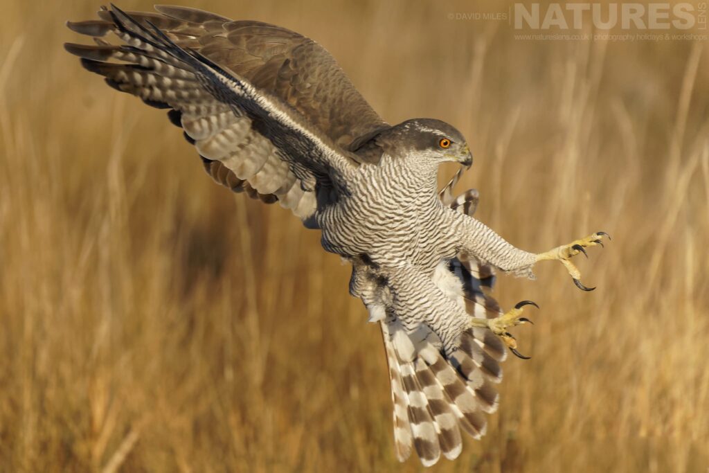 A Northern Goshawk in full attack mode photographed by David Miles in Spain during a NaturesLens wildlife photography holiday