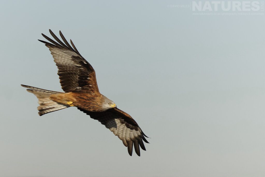 A Red Kite soars in the sky above one of the hides photographed by David Miles in Spain during a NaturesLens wildlife photography holiday