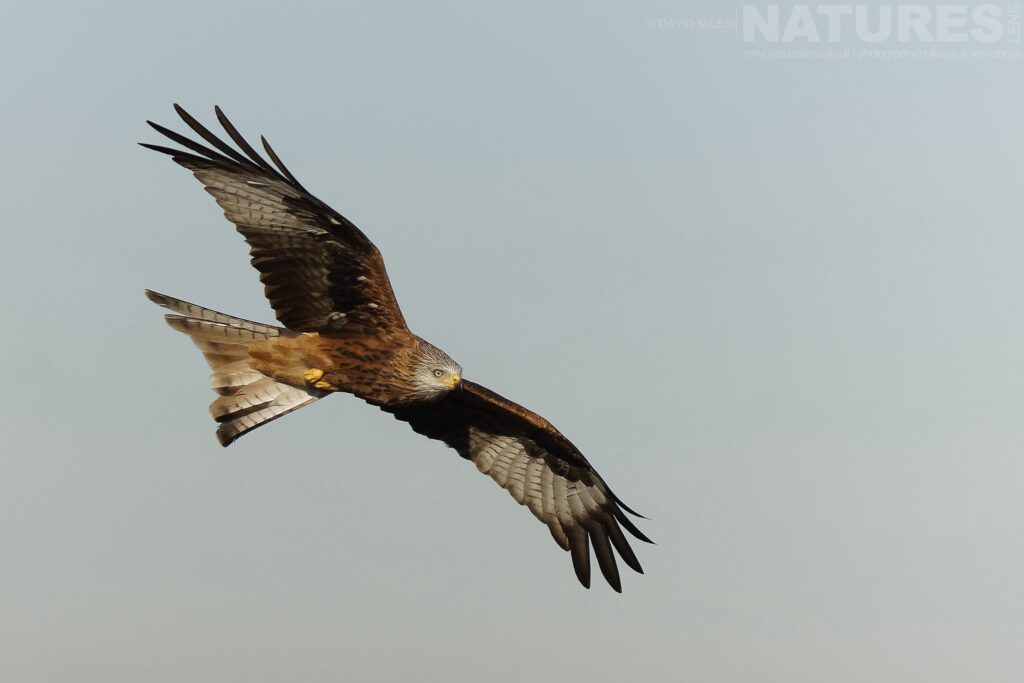 A Red Kite soars in the sky in front of one of the hides photographed by David Miles in Spain during a NaturesLens wildlife photography holiday