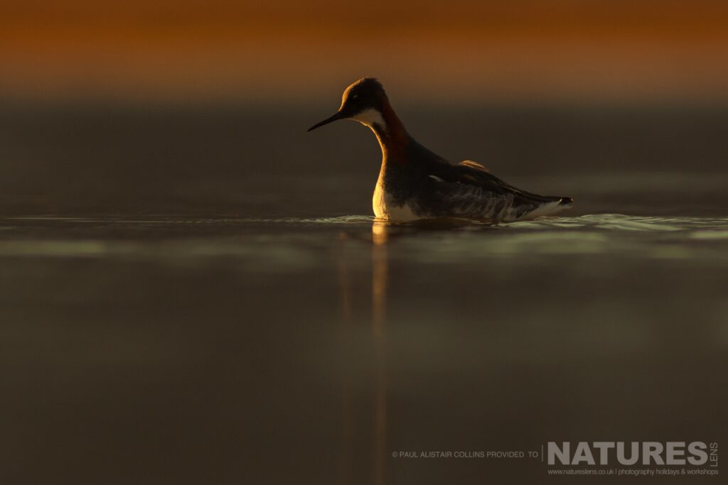 A Red necked phalanthrope in golden light photographed in Longyearbyen by Paul Alistair Collins at the locations used for the NaturesLens Arctic Wildlife of Svalbard photography holiday