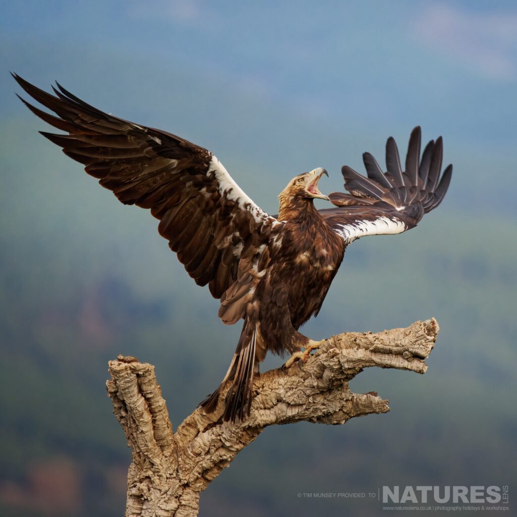 A Spanish Imperial Eagle calls from a fallen tree photographed by Tim Munsey during the NaturesLens Winter Wildlife of Calera Photography Holiday