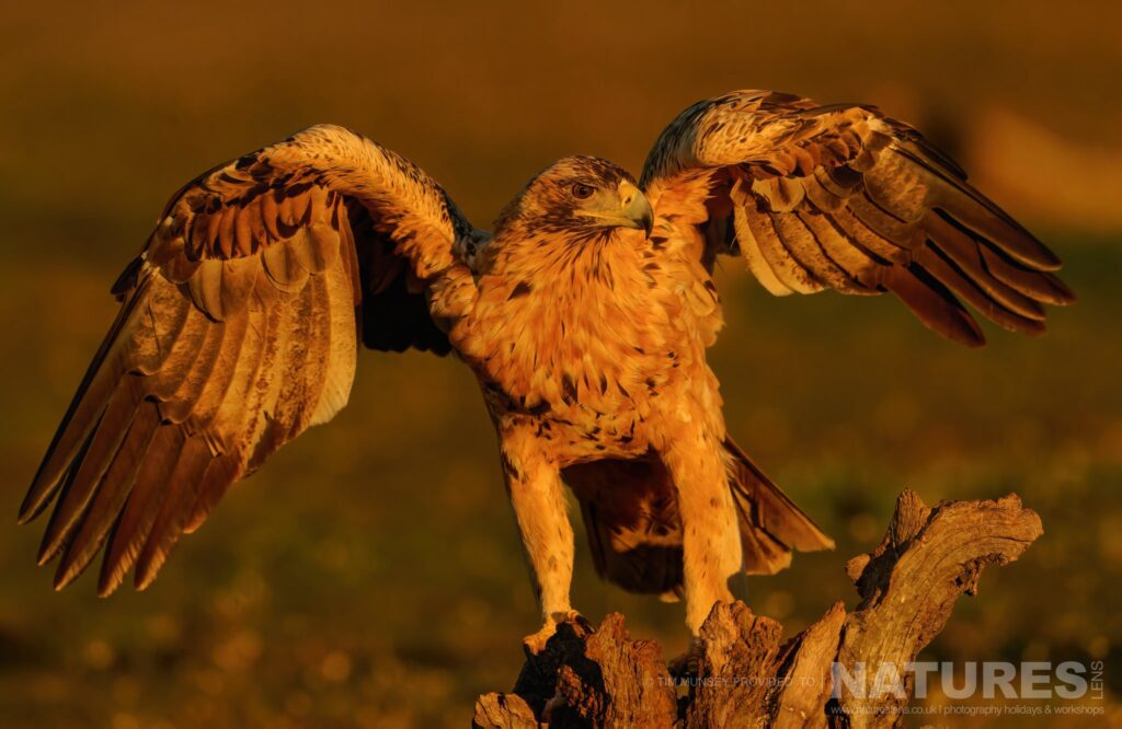 A Spanish Imperial Eagle illuminated in morningsgolden light photographed by Tim Munsey during the NaturesLens Winter Wildlife of Calera Photography Holiday