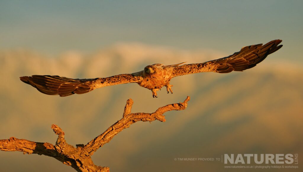 A Spanish Imperial Eagle takes flight from a fallen tree photographed by Tim Munsey during the NaturesLens Winter Wildlife of Calera Photography Holiday