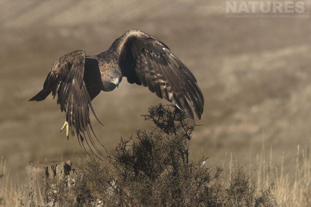 A beautiful golden eagle in flight photographed by David Miles in Segovia Spain during a NaturesLens wildlife photography holiday