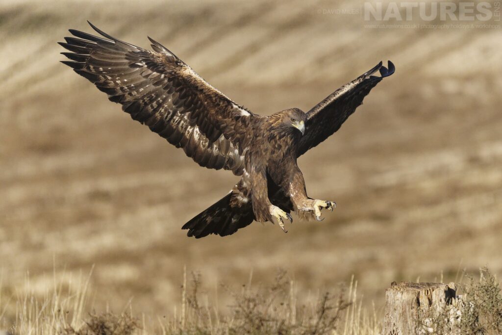 A beautiful golden eagle landing on a tree stump photographed by David Miles in Segovia Spain during a NaturesLens wildlife photography holiday