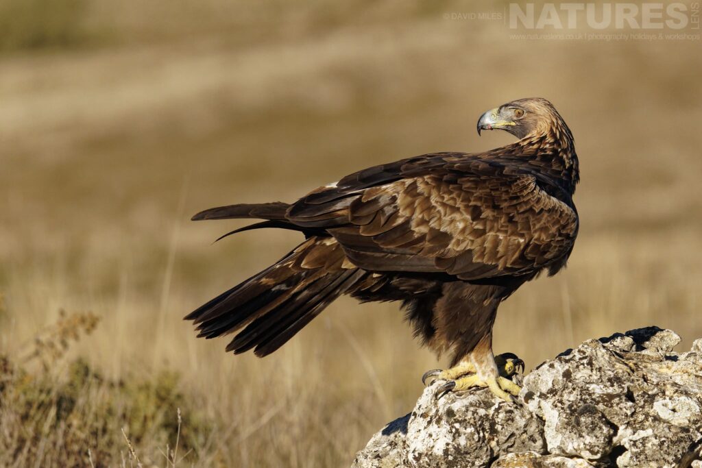 A beautiful golden eagle perched on a rocky outcrop photographed by David Miles in Segovia Spain during a NaturesLens wildlife photography holiday