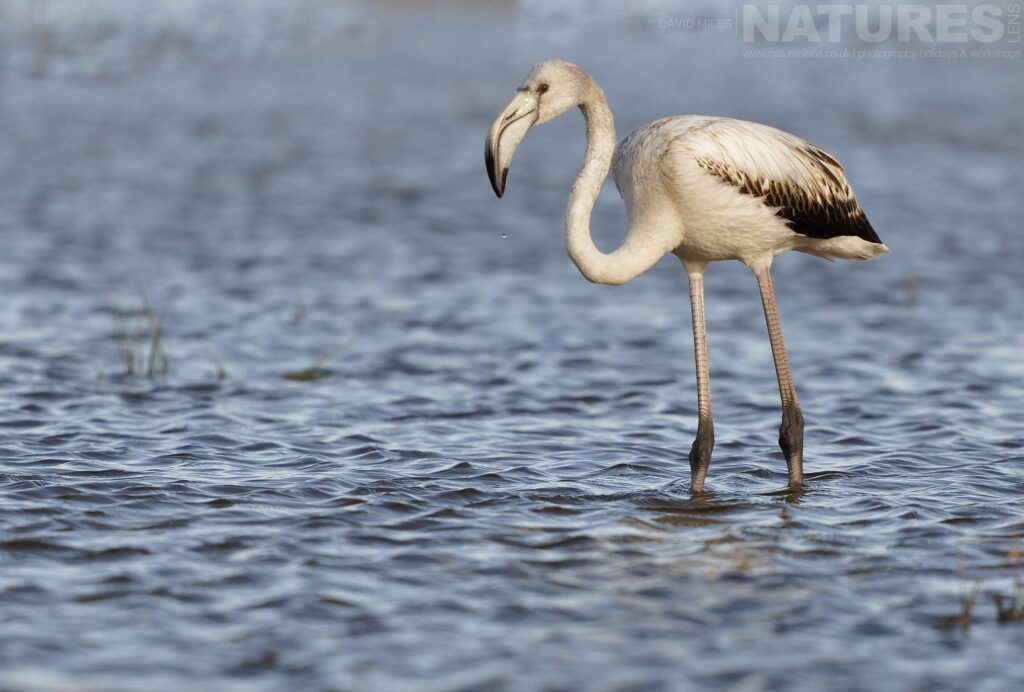 A flamingo walks across a flooded wetland in front of one of the hides photographed by David Miles in Spain during a NaturesLens wildlife photography holiday