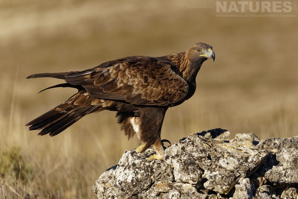 A golden eagle perched on a rocky outcrop photographed by David Miles in Segovia Spain during a NaturesLens wildlife photography holiday