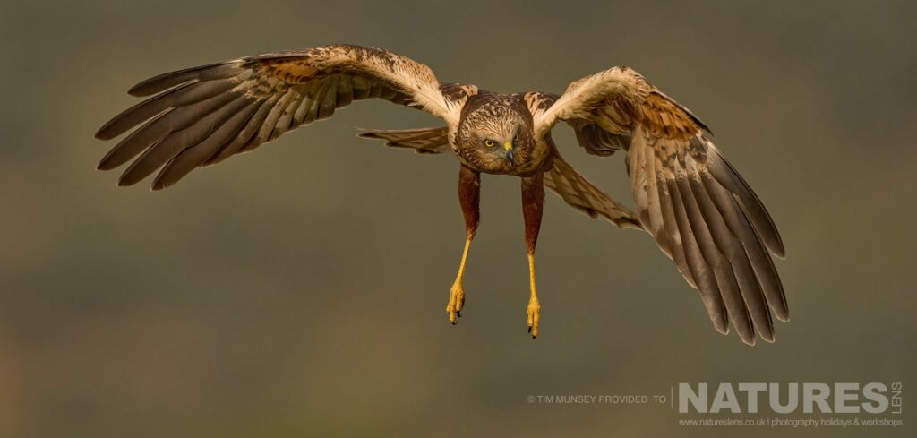 A marsh harrier comes in land at one of the hide sites photographed by Tim Munsey during the NaturesLens Winter Wildlife of Calera Photography Holiday