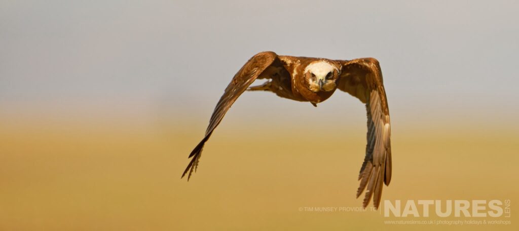 A marsh harrier in flight photographed by Tim Munsey during the NaturesLens Winter Wildlife of Calera Photography Holiday