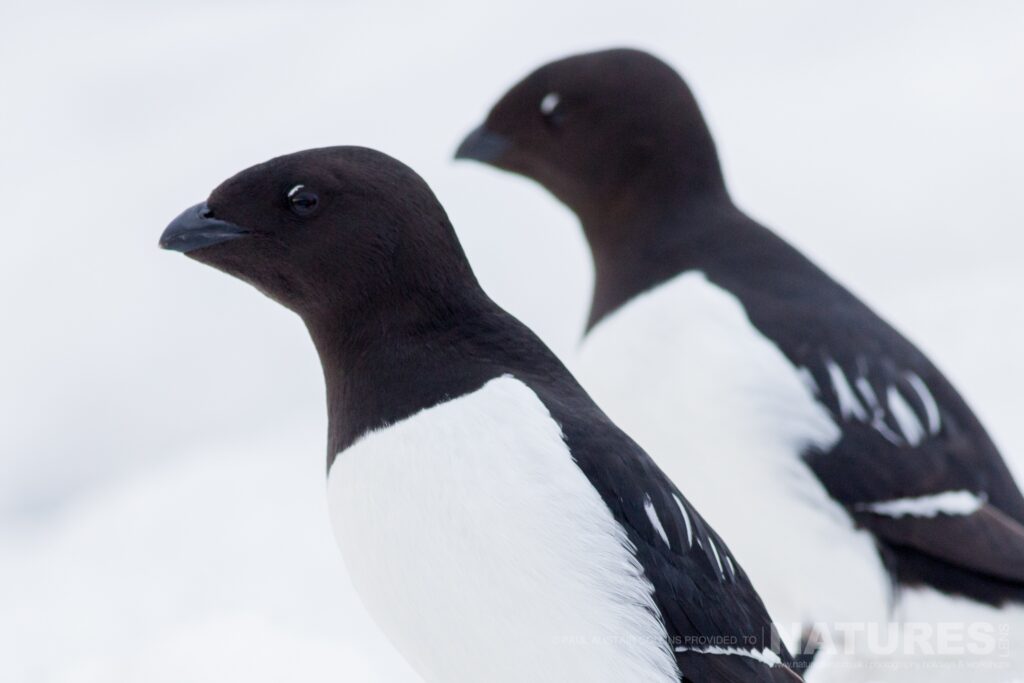 A portrait of a Little Auk photographed in Longyearbyen by Paul Alistair Collins at the locations used for the NaturesLens Arctic Wildlife of Svalbard photography holiday