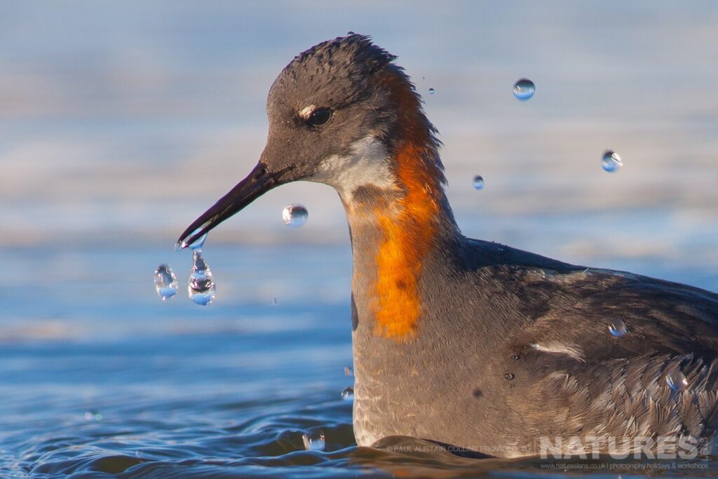 A portrait of a Red necked Phalanthrope photographed in Longyearbyen by Paul Alistair Collins at the locations used for the NaturesLens Arctic Wildlife of Svalbard photography holiday