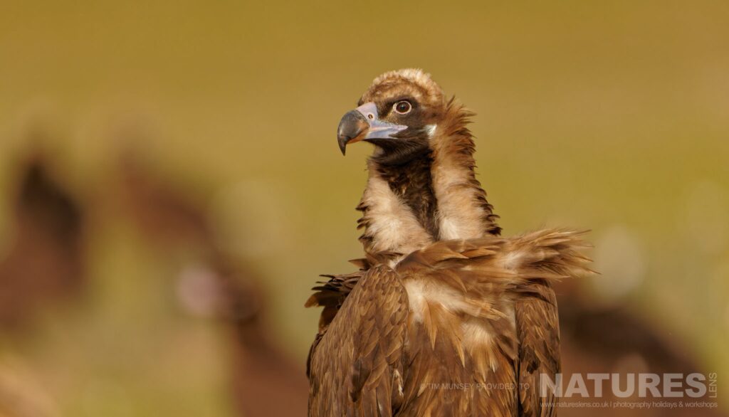 A portrait of a vulture this image was captured at the scavenger site by Tim Munsey during the NaturesLens Winter Wildlife of Calera Photography Holiday.jpg