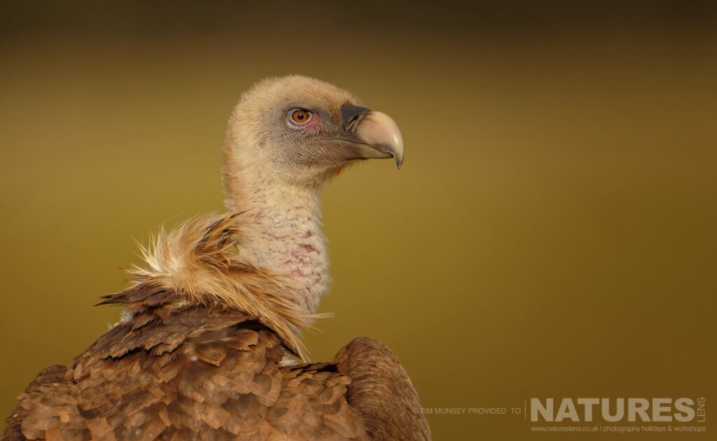 A portrait of a vulture this image was captured at the scavenger site photographed by Tim Munsey during the NaturesLens Winter Wildlife of Calera Photography Holiday