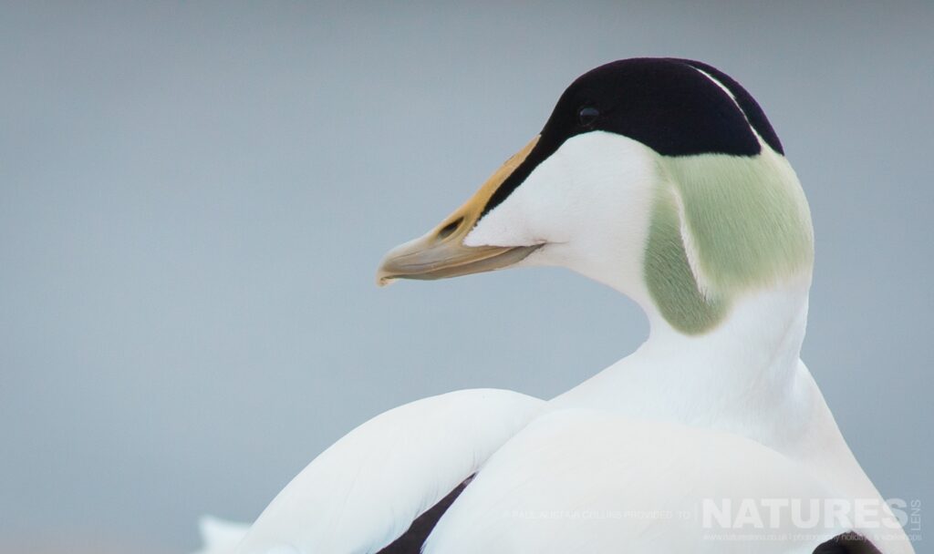 A portrait of an Eider Duck photographed in Longyearbyen by Paul Alistair Collins at the locations used for the NaturesLens Arctic Wildlife of Svalbard photography holiday