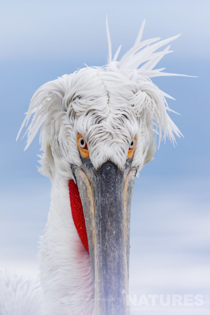 A portrait of one of Kerkinis Dalmatian Pelicans photographed during a NaturesLens wildlife photography holiday