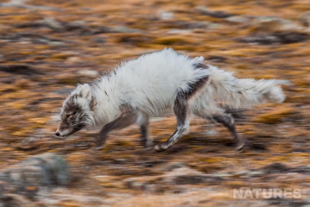 A running Arctic Fox photographed in Longyearbyen by Paul Alistair Collins at the locations used for the NaturesLens Arctic Wildlife of Svalbard photography holiday