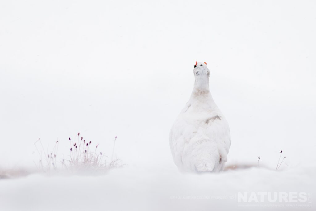 A solitary ptarmigan in the snow photographed in Longyearbyen by Paul Alistair Collins at the locations used for the NaturesLens Arctic Wildlife of Svalbard photography holiday