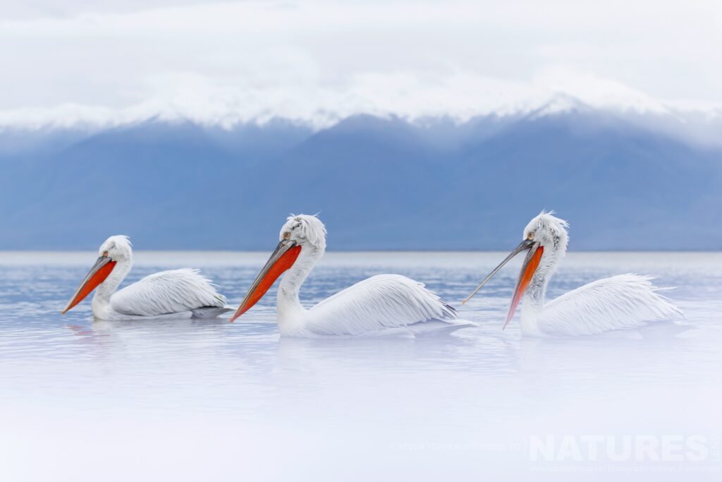 A trio of Kerkinis Dalmatian Pelicans drift on the waters photographed during a NaturesLens wildlife photography holiday