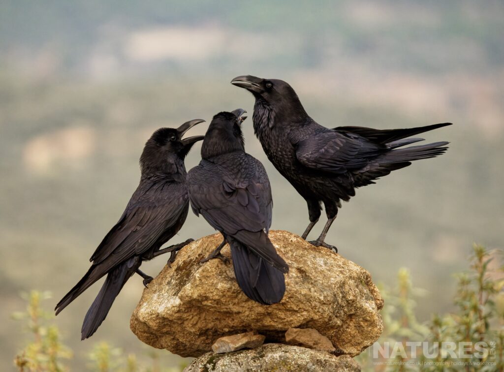 A trio of crows perch on a rocky outcrop photographed by Tim Munsey during the NaturesLens Winter Wildlife of Calera Photography Holiday