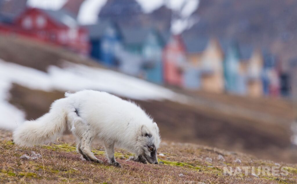 An Arctic Fox photographed in Longyearbyen by Paul Alistair Collins at the locations used for the NaturesLens Arctic Wildlife of Svalbard photography holiday