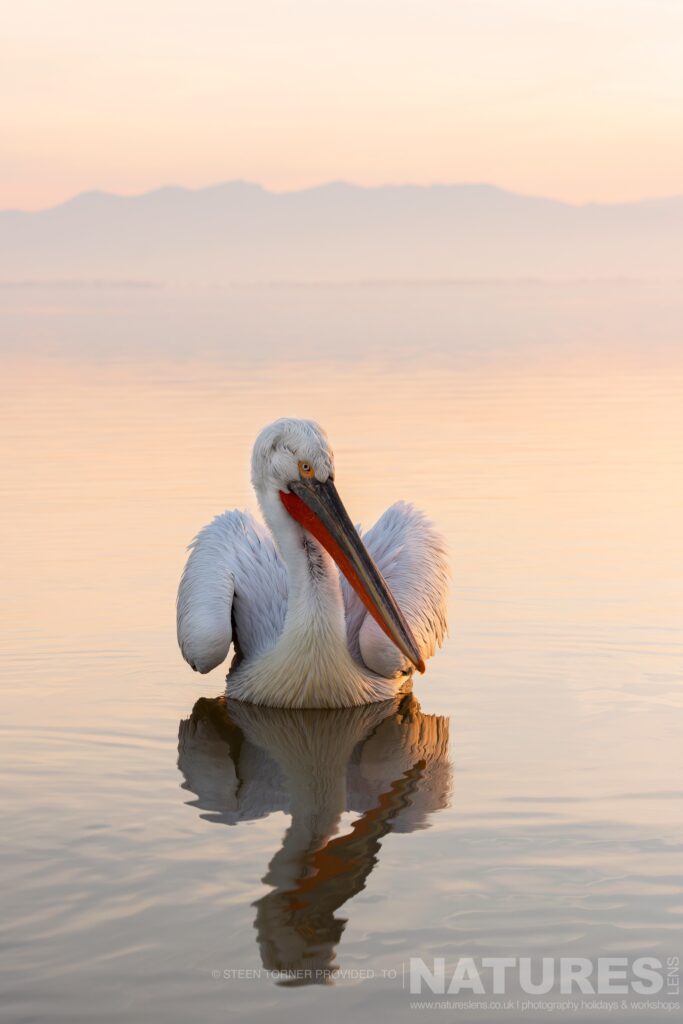 One of Kerkinis Dalmatian Pelicans drifts on the water in the morning light photographed during a NaturesLens wildlife photography holiday