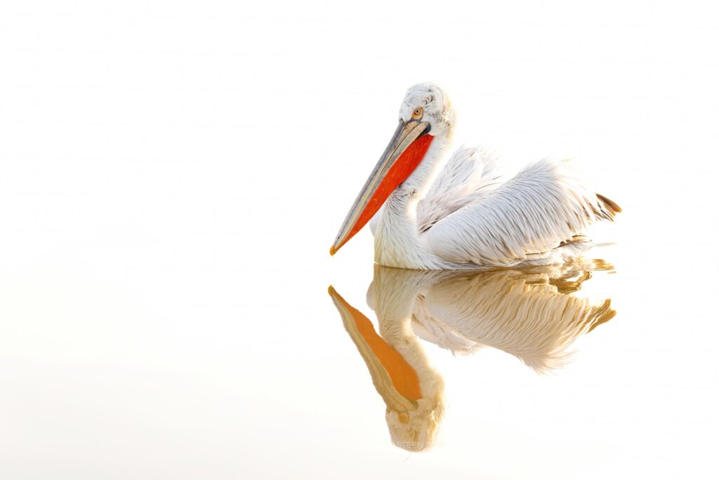 One of Kerkinis Dalmatian Pelicans drifts on the water of the lake photographed during a NaturesLens wildlife photography holiday