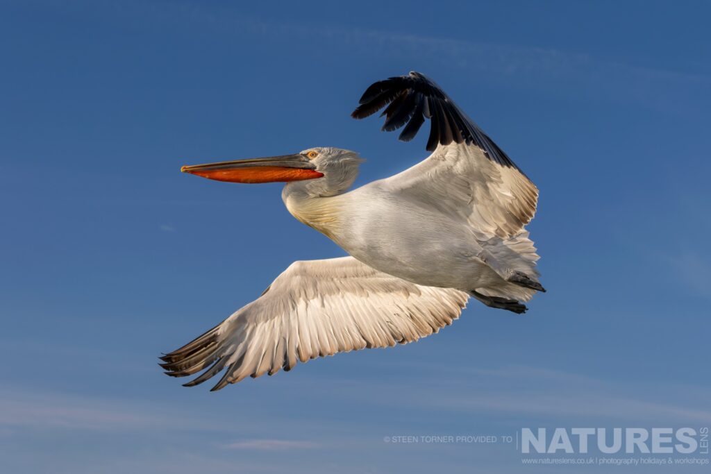 One of Kerkinis Dalmatian Pelicans flies above the waters of Lake Kerkini photographed during a NaturesLens wildlife photography holiday