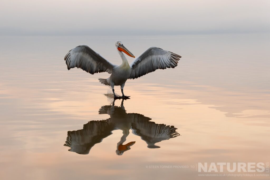 One of Kerkinis Dalmatian Pelicans lands on the water in the morning light photographed during a NaturesLens wildlife photography holiday