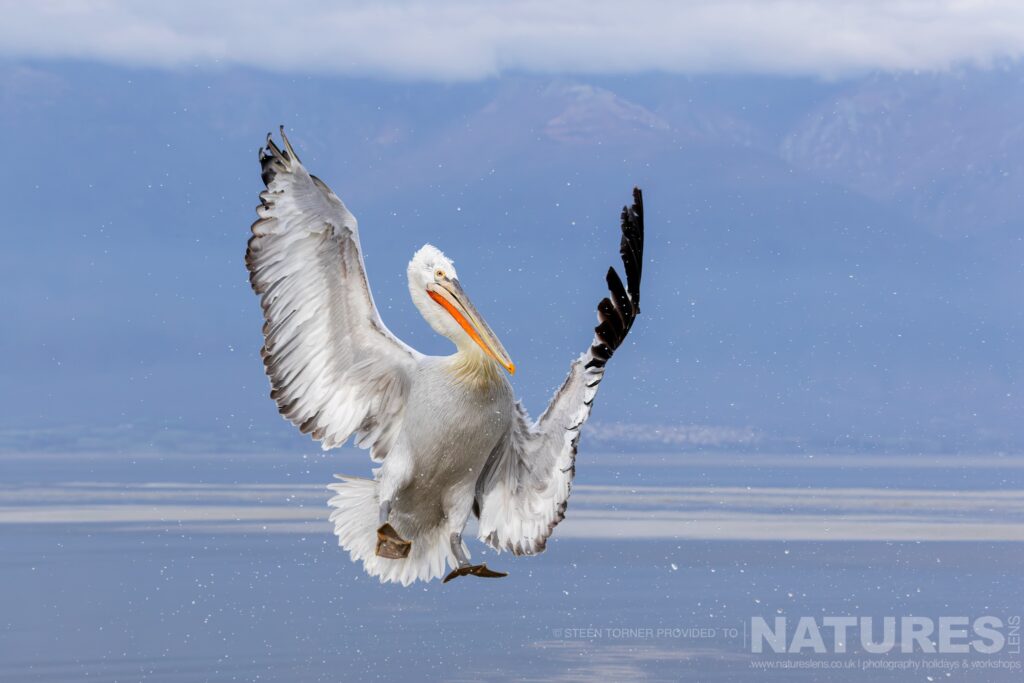 One of Kerkinis Dalmatian Pelicans lands on the water of Lake Kerkini photographed during a NaturesLens wildlife photography holiday