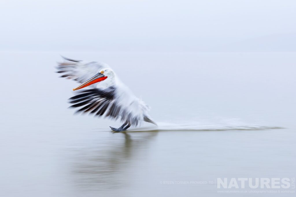 One of Kerkinis Dalmatian Pelicans lands on the water of the lake photographed during a NaturesLens wildlife photography holiday