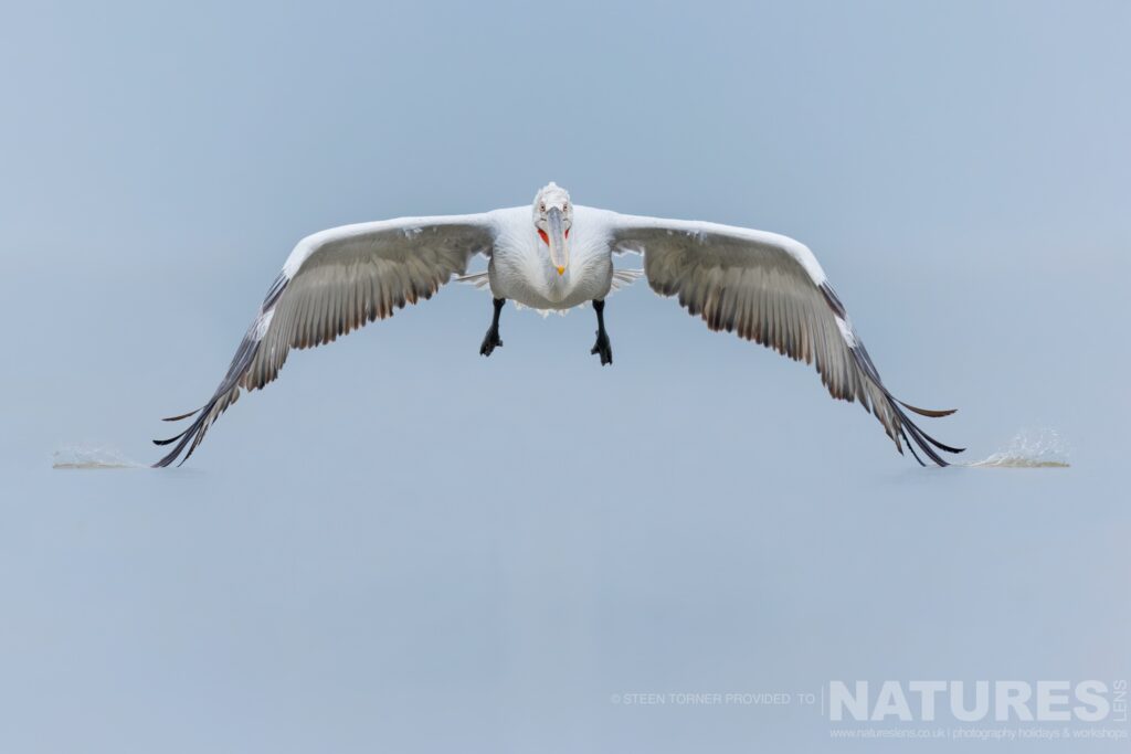 One of Kerkinis Dalmatian Pelicans skims the water of the lake as it comes in to land photographed during a NaturesLens wildlife photography holiday