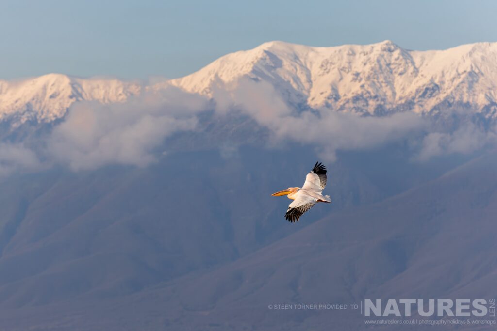 One of Kerkinis White Pelicans flies across the lake with the Belles mountain range in the background photographed during a NaturesLens wildlife photography holiday