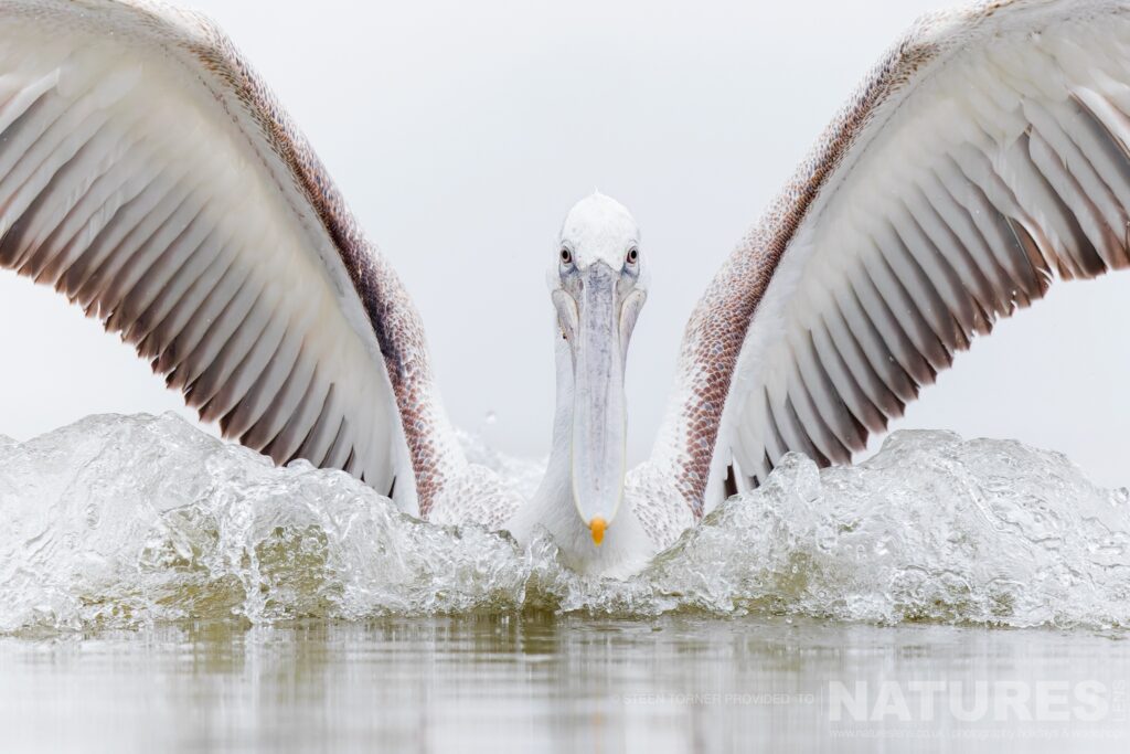 One of Kerkinis White Pelicans lands on the water of the lake photographed during a NaturesLens wildlife photography holiday