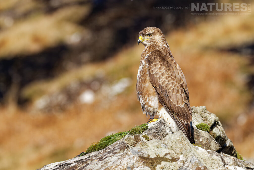 A Buzzard perched on a rocky outcrop photographed by Nick Edge during a NaturesLens Wildlife of Mull photography holiday