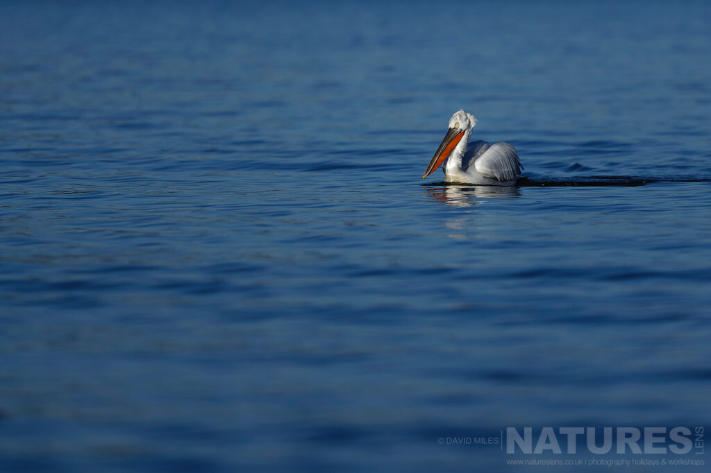 A Dalmatian Pelican drifts on the blue waters of Lake Kerkini photographed during one of the NaturesLens Dalmatian Pelican Photography Holidays