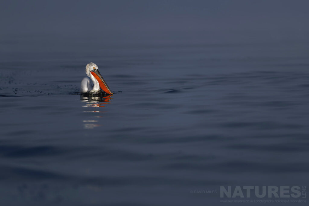 A Dalmatian Pelican drifts on the calm blue waters of Lake Kerkini photographed during one of the NaturesLens Dalmatian Pelican Photography Holidays