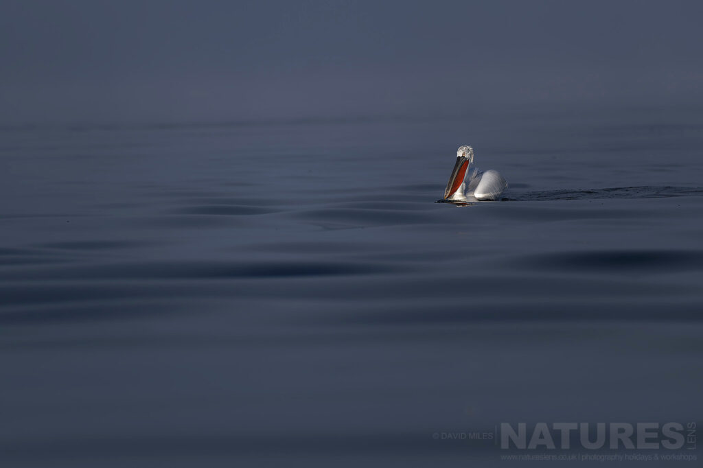 A Dalmatian Pelican drifts on the calm waters of Lake Kerkini photographed during one of the NaturesLens Dalmatian Pelican Photography Holidays