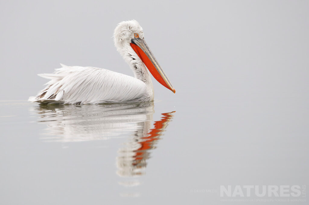 A Dalmatian Pelican drifts on the calm waters with its reflection beneath photographed during one of the NaturesLens Dalmatian Pelican Photography Holidays