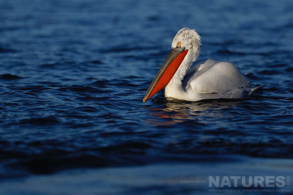 A Dalmatian Pelican drifts on the deep blue waters of Lake Kerkini photographed during one of the NaturesLens Dalmatian Pelican Photography Holidays