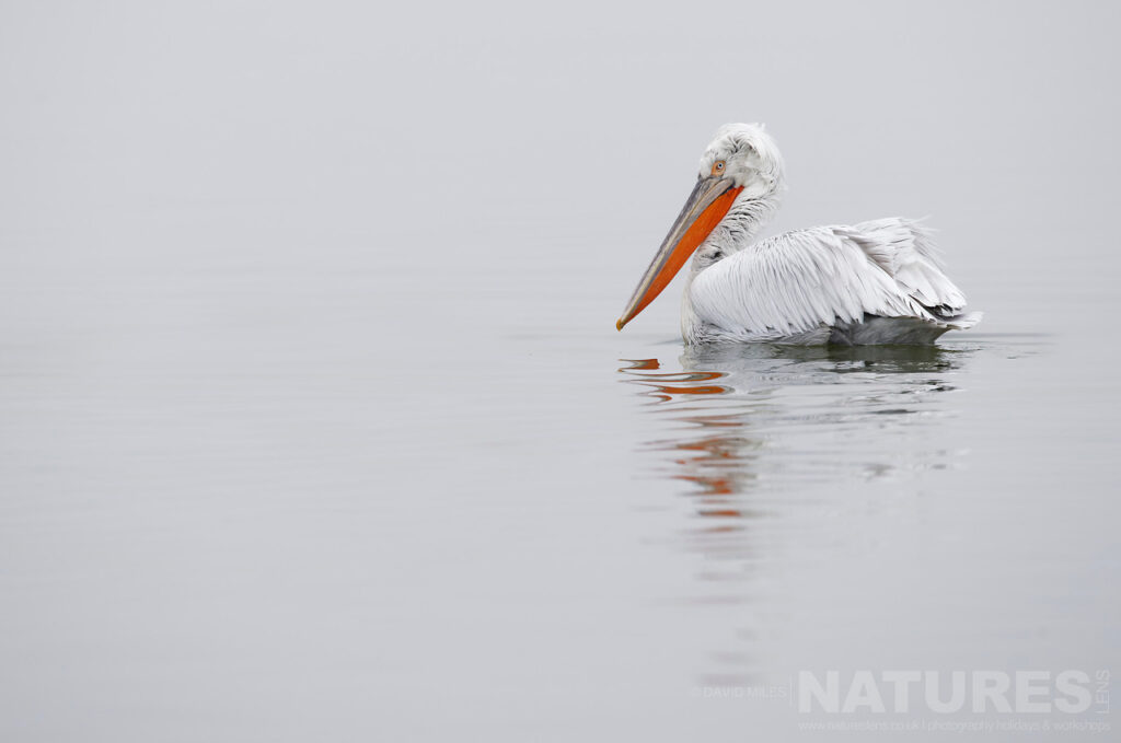 A Dalmatian Pelican drifts on the waters of Lake Kerkini with its reflection beneath photographed during one of the NaturesLens Dalmatian Pelican Photography Holidays