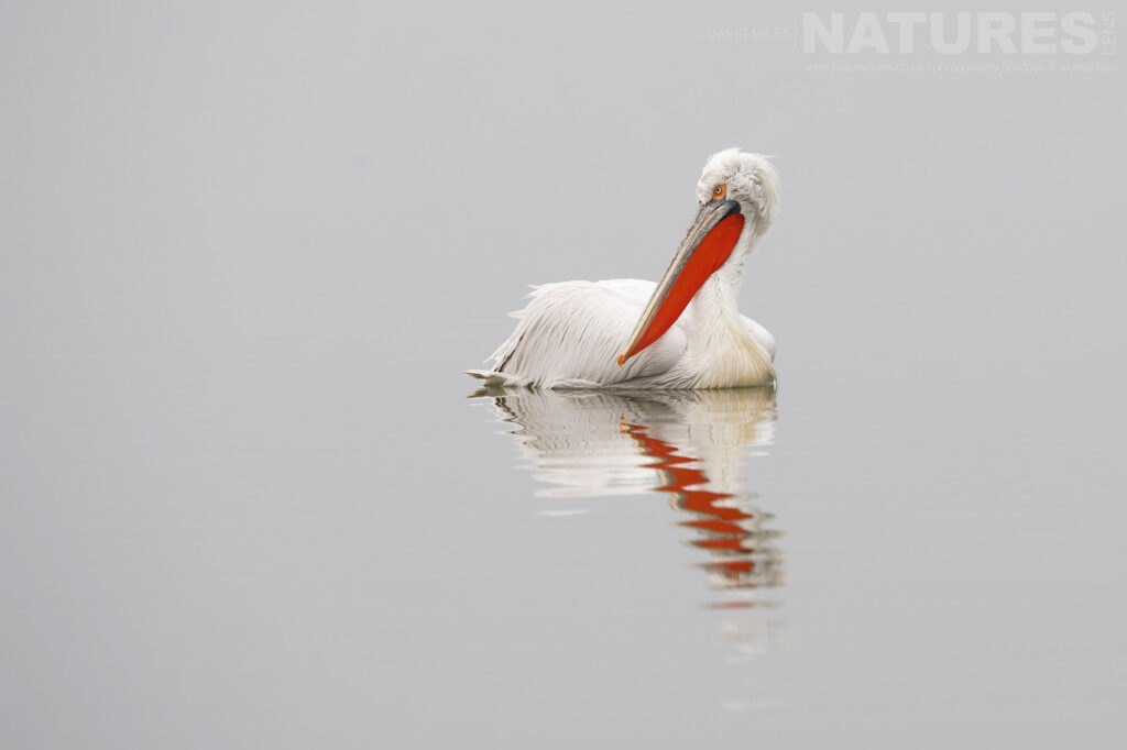 A Dalmatian Pelican looks back with its reflection beneath photographed during one of the NaturesLens Dalmatian Pelican Photography Holidays